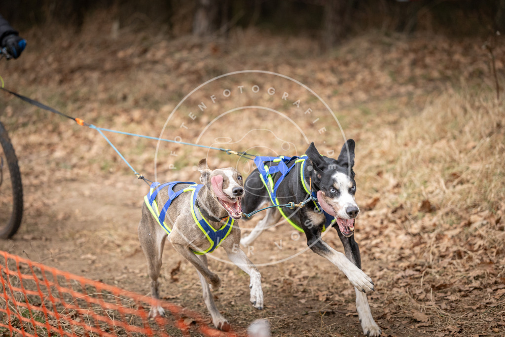 Pfotenfotografie_DV3A2286 | Hundefotografie, Tierfotograf, Pfotenfotografie, Fotoshooting Hund, Hunde Portrait, Hundesport, Hundeportraits, Heideshooting, Hunde, Sportfotograf, Hundefotograf, Turnierhundsport, THS,  - Realisiert mit Pictrs.com