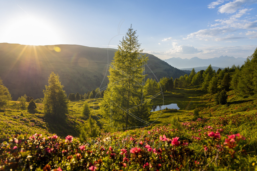 Sommer auf der Karnevals | Ihre Fotografin im Lungau, ihre Fotografin im Mostviertel, Wandbilder Onlineshop, Imagefotos für Ihr Unternehmen,  - Realisiert mit Pictrs.com