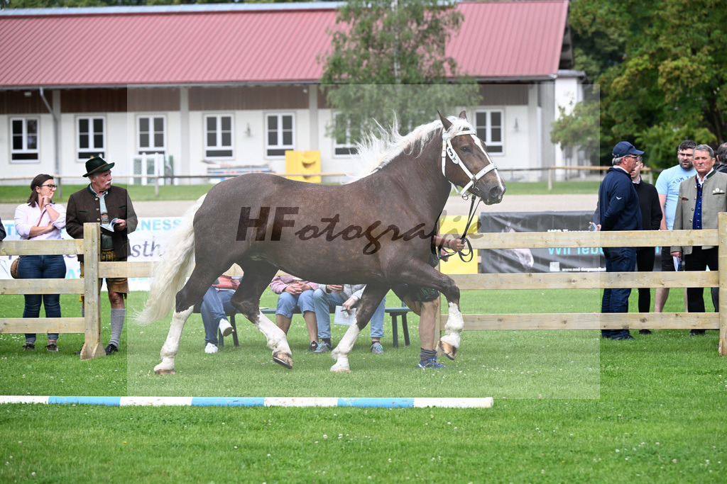Kat-Nr. 3 Golden Lady v. Nero_Waltenberger_22240066 | hf-fotografie - Realizzato con Pictrs.com