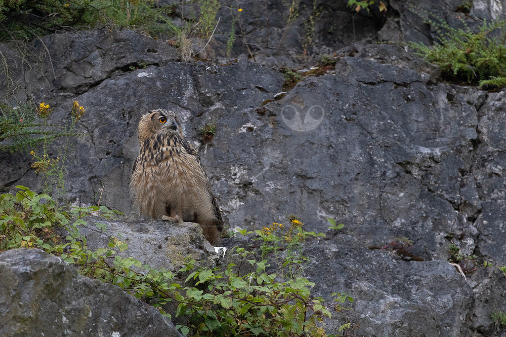 R6NF9410_20240720 | Der Uhu ist die größte europäische Eulenart. Nachdem er lange bejagt wurde, entspannt sich die Situation mittlerweile wieder aufgrund strenger Naturschutzgesetze und einiger Auswilderungsprojekte. Der Uhu brütet in unterschiedlichen Landschaften und ist streng nachtaktiv. Ein markantes Merkmal sind die großen Federohren, die je nach Laune hoch aufgestellt oder angelegt werden können. - Realisiert mit Pictrs.com