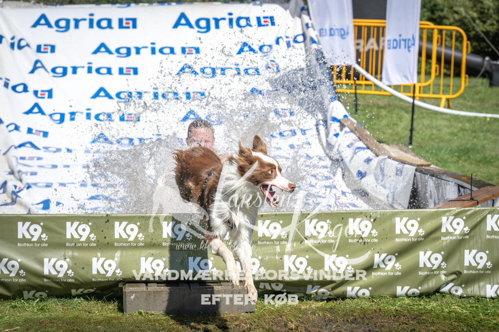1407_ZZ92541 | kk-dogfotos