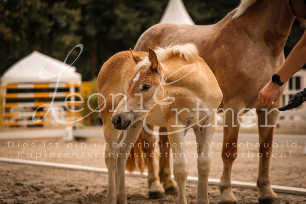 SaSF00061 | Leoni Ertmer Photography - Realisiert mit Pictrs.com