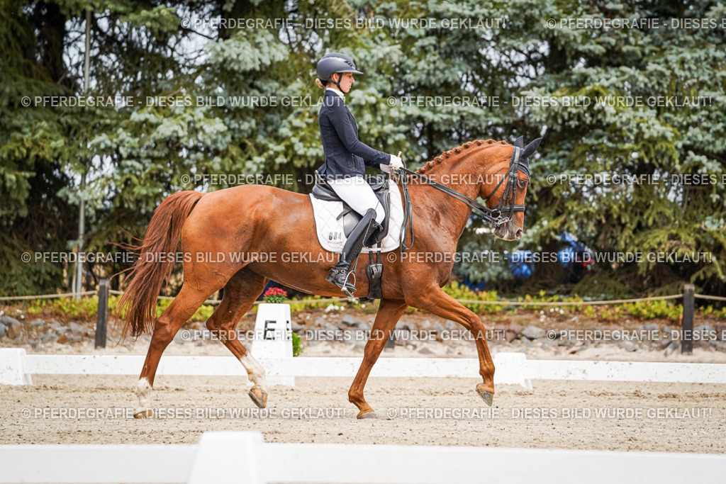 DSC04726 | Pferdegrafie