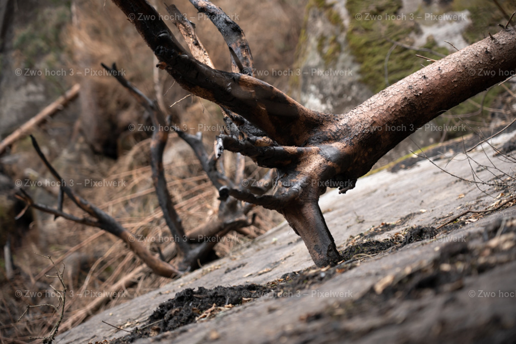 Obere_Affensteinpromenade_Nahe_Rollenturm_Felsen_Wurzel | 2022-09-02_Waldbrandgebiete_2 - Realisiert mit Pictrs.com