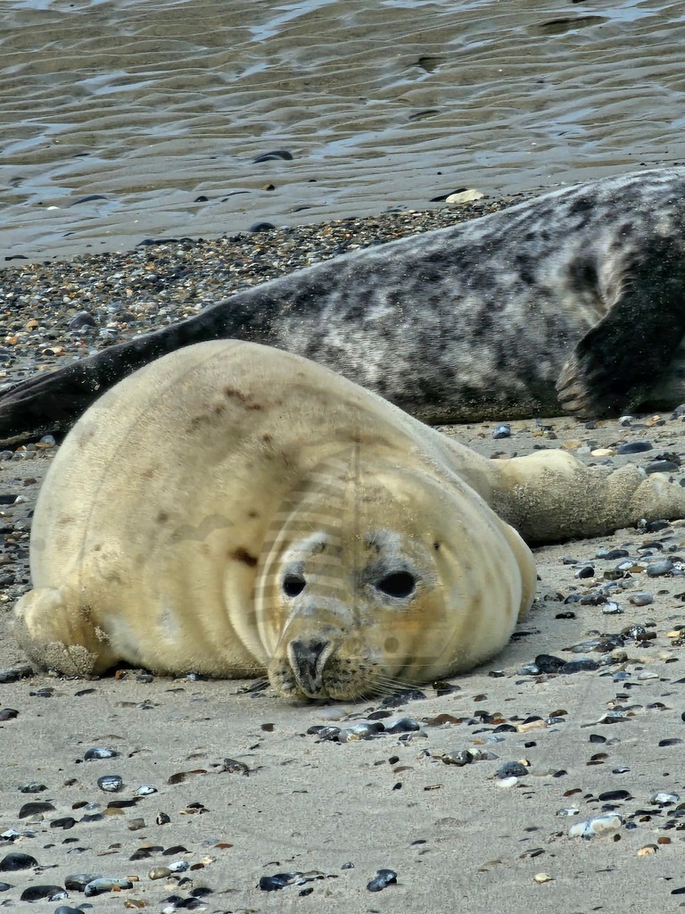 20240406_151826 | Nordseeauge Onlineshop Nordseebilder Nordseeshop Nordseefotos Nordseeurlaub Nordseeerleben Nordseemomente UrlaubfuerzuHause Meerbilder Strandurlaub Acrylglasbilder Leinwandbilder Nordseekleidung Nordeefanartikel Nordseegeschenke Geschenkeshop - Realisiert mit Pictrs.com