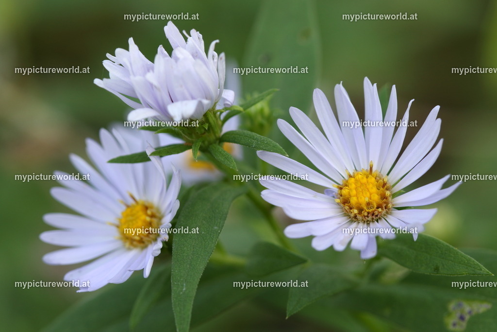 Neubelgische Aster-001 | Das Bilderarchiv über Tiere, Planzen und Landschaften. In der Bilddatenbank finden Sie ein große Auswahl an hochwertigen Bilder für Ihre Werbung - Realisiert mit Pictrs.com