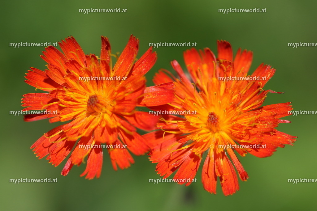 Orangerotes Habichtskraut-005 | Das Bilderarchiv über Tiere, Planzen und Landschaften. In der Bilddatenbank finden Sie ein große Auswahl an hochwertigen Bilder für Ihre Werbung - Realized with Pictrs.com