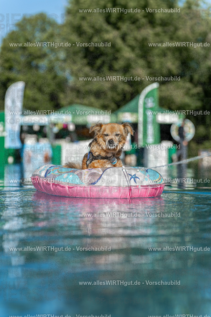 Hundeschwimmen_Volksbad_2026-allesWIRTHgut_Tierfotografie-2609061047-095719-7R509173 | Professionelle Tierfotografie in Mönchengladbach von Daniel Wirth (allesWIRTHgut). Liebevolle & natürliche Bilder von Hunden & Katzen für unvergessliche Erinnerungen.