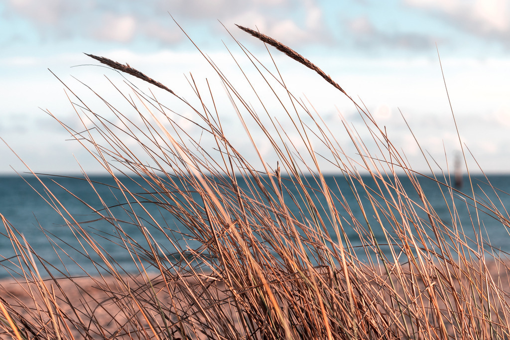 Wandbild: Strandhafer am Meer | Dieses Wandbild im Querformat zeigt Strandhafer am Sandstrand in Nahaufnahme. Im Hintergrund ist in der Unschärfe der Strand, das Meer sowie der hellblaue Himmel mit einigen kleinen hellen Wolken zu sehen. Das warme Beige des Strandhafers bringt Wärme in dein Zuhause und sorgt für eine wohnliche Wohlfühlatmosphäre. Schaffen Sie sich ein maritimes Ambiente in Ihrem Wohnzimmer und kaufen Sie sich dieses stilvolle Wandbild. Es ist auf Leinwand, Aluminium-Platte, Acrylglas oder als Holzdruck erhältlich. Die Wandbilder werden individuell für Sie in vielen Abmessungen produziert. Daher passen die Ostseekult Wandbilder immer perfekt an Ihre Wände. - Realisiert mit Pictrs.com