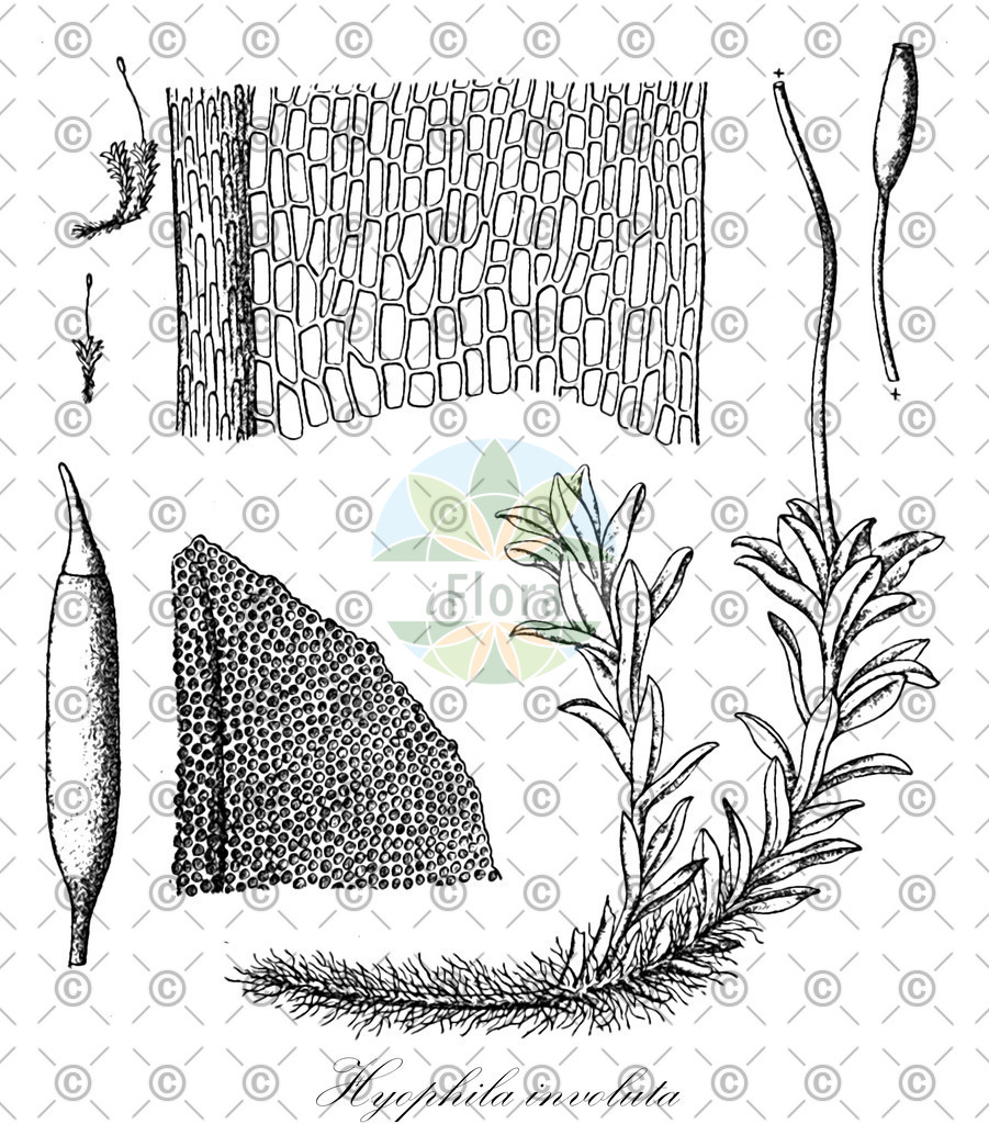 HistAbb_wfo-0001199365_1_ENZY_Simple | Historische Abbildung von Hyophila involuta - Pottiaceae | Historical Illustration of Hyophila involuta - Pottiaceae