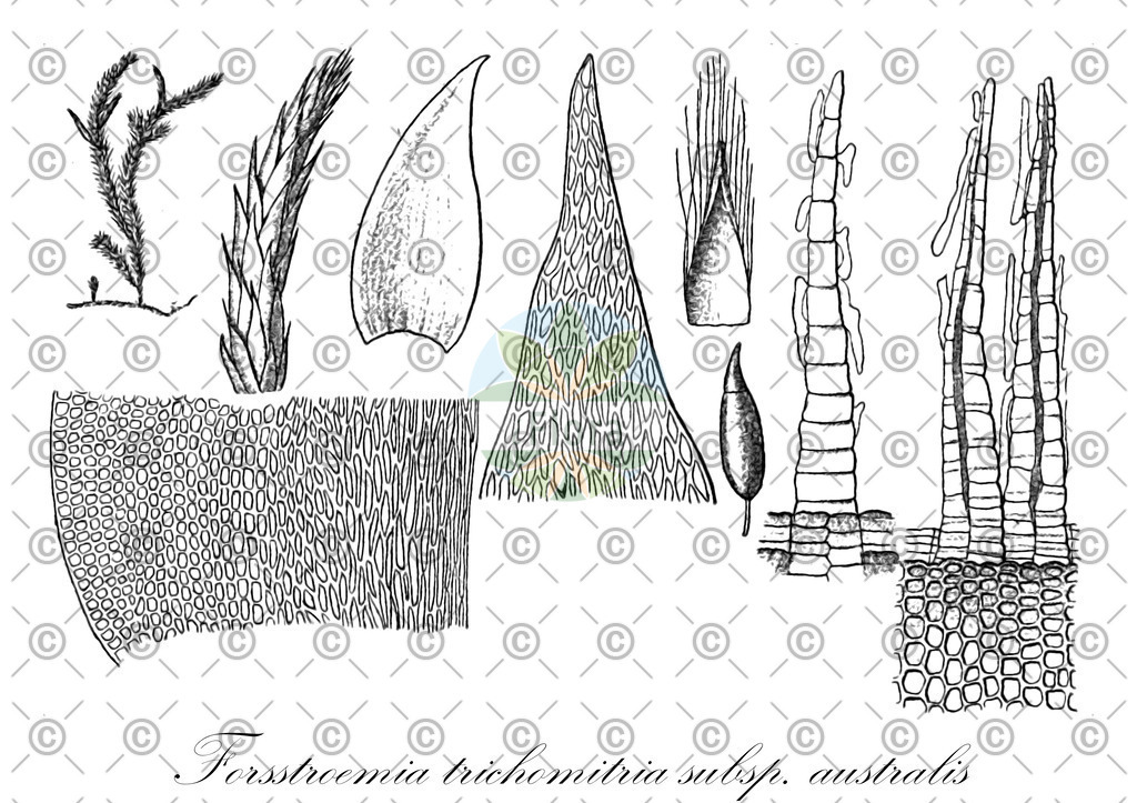 HistAbb_wfo-0000967393_1_ENZY_Simple | Historische Abbildung von Forsstroemia trichomitria subsp. australis - Neckeraceae | Historical Illustration of Forsstroemia trichomitria subsp. australis - Neckeraceae