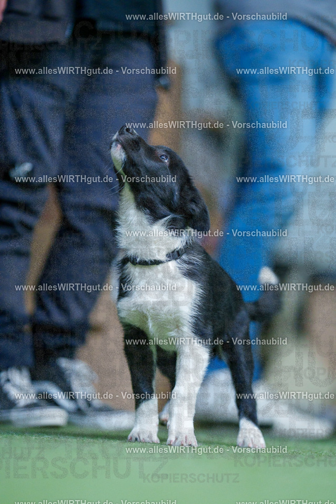 @allesWIRTHgut_Tierfotografie - www.allesWIRTHgut.de - 2604251311-7R503621 | Professionelle Tierfotografie in Mönchengladbach von Daniel Wirth (allesWIRTHgut). Liebevolle & natürliche Bilder von Hunden & Katzen für unvergessliche Erinnerungen.