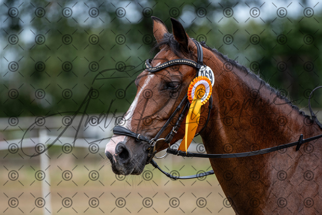 SHT_7663 | andre_photographic