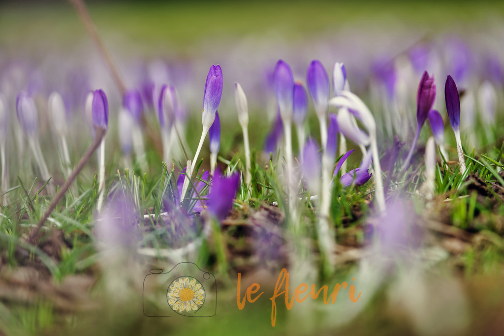 DSC_0284-NEF_DxO_PRIME (1) | Dies ist der Shop von Florian Blum - le fleuri. Langenthal, Bern, SchweizSie können hier meine oder ihre eigenen Fotos als Fotoprodukte kaufen. Tassen, Schlüsselanhänger, Taschen etc. können Sie hier gestalten.  - Realisiert mit Pictrs.com