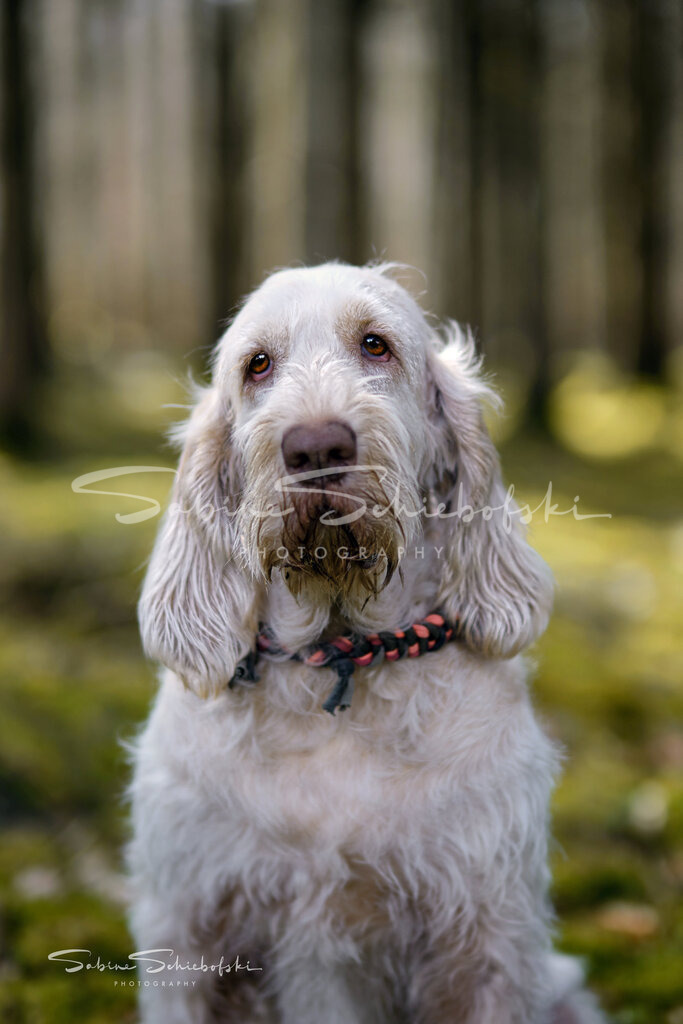 Cara_24-03-232024_03_23_DSCF0112_1 | People- und Tierfotografie, Imageaufnahmen, Veranstaltungsfotografie und Wandbilder aus der Natur ★ Made in Germany ✔️ Druck + Downloads ✔️ Naturfotografie in Top Qualität ★ schneller Versand, weltweite Lieferung! - Realisiert mit Pictrs.com