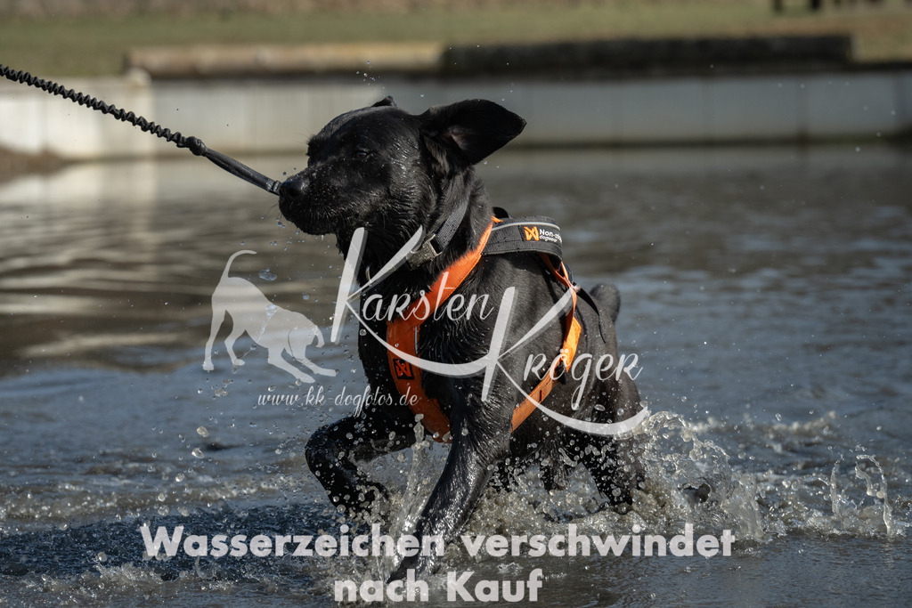 1403_ZZ99621 | kk-dogfotos