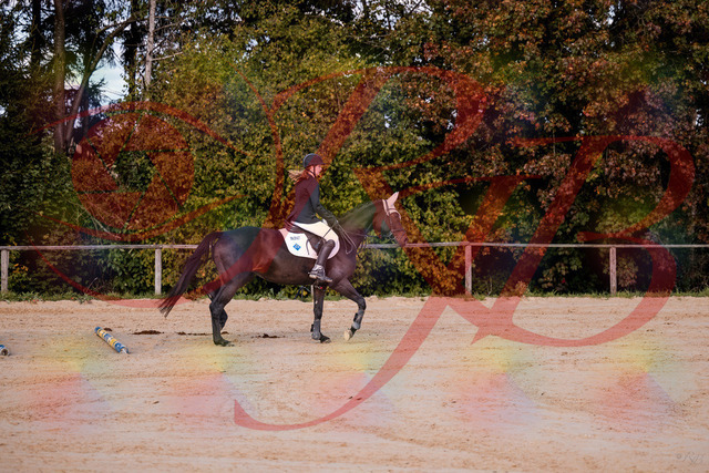 2026_10_03_Siefer-Hof_145847_Z81_40556132 | Professionelle Reitsport-, Turnier- und Eventfotografie von Robert Broda. Galerien mit ausgewählten und bearbeiteten Bildern direkt online ansehen und bestellen.