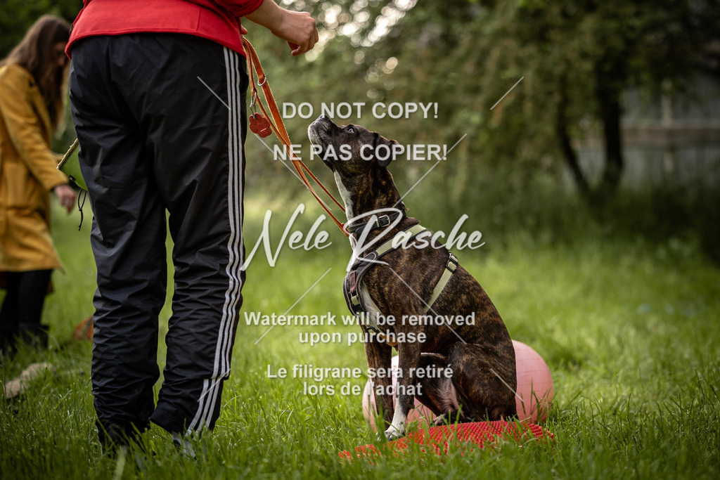 nelerasche_So-earlydog_96 | nelerasche
