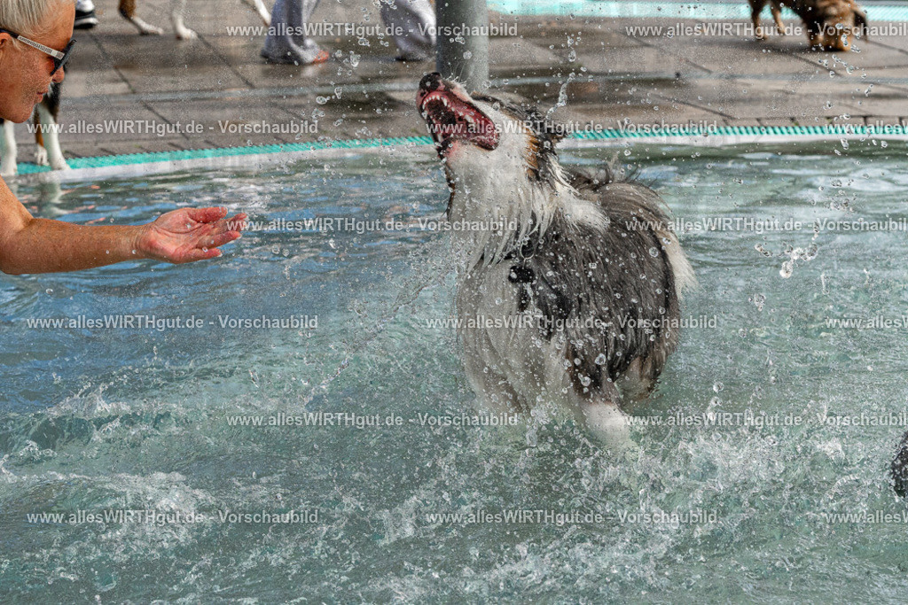 Hundeschwimmen_Volksbad_2026-allesWIRTHgut_Tierfotografie-2609061511-FAY07131 | Professionelle Tierfotografie in Mönchengladbach von Daniel Wirth (allesWIRTHgut). Liebevolle & natürliche Bilder von Hunden & Katzen für unvergessliche Erinnerungen.