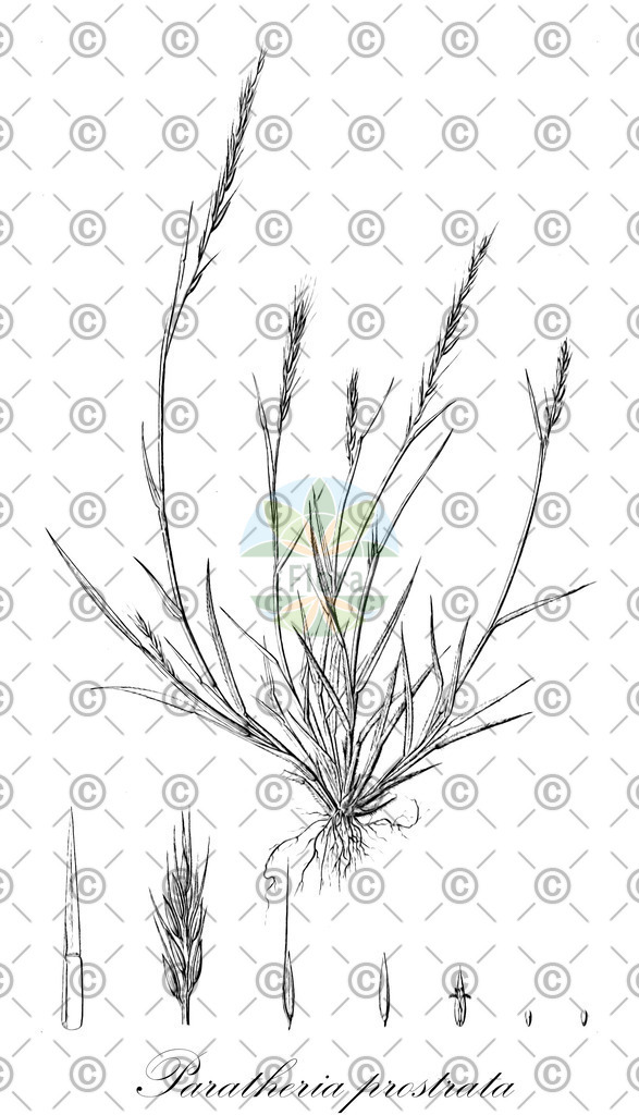 HistAbb_wfo-1000036334_2_ENZY_Simple | Historische Abbildung von Paratheria prostrata - Poaceae | Historical Illustration of Paratheria prostrata - Poaceae