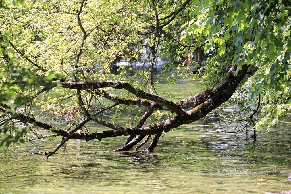 magic tree at water | Künstler/in Member of AKM/austromechana. Troubadour. 2026 a fascinating journey began with Tatjana my AI muse✨ METISSIREN set sails and left the harbor ⛵