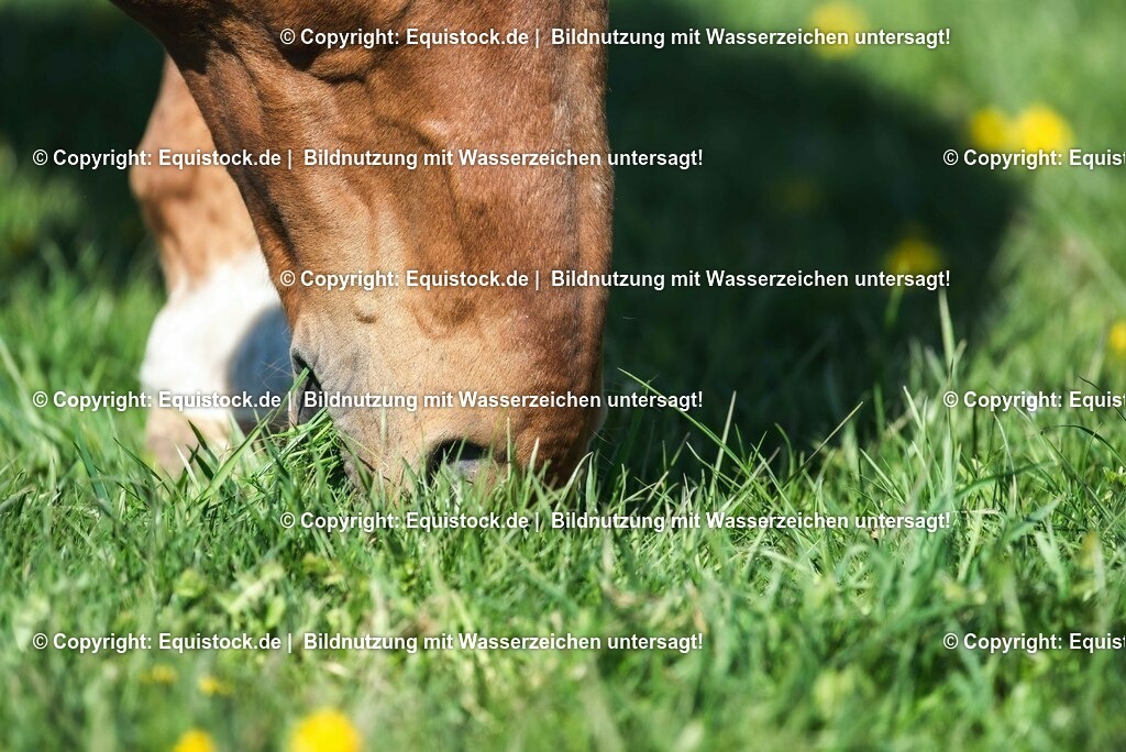 20210426_Pferd-auf-Koppel_0110 | equistock