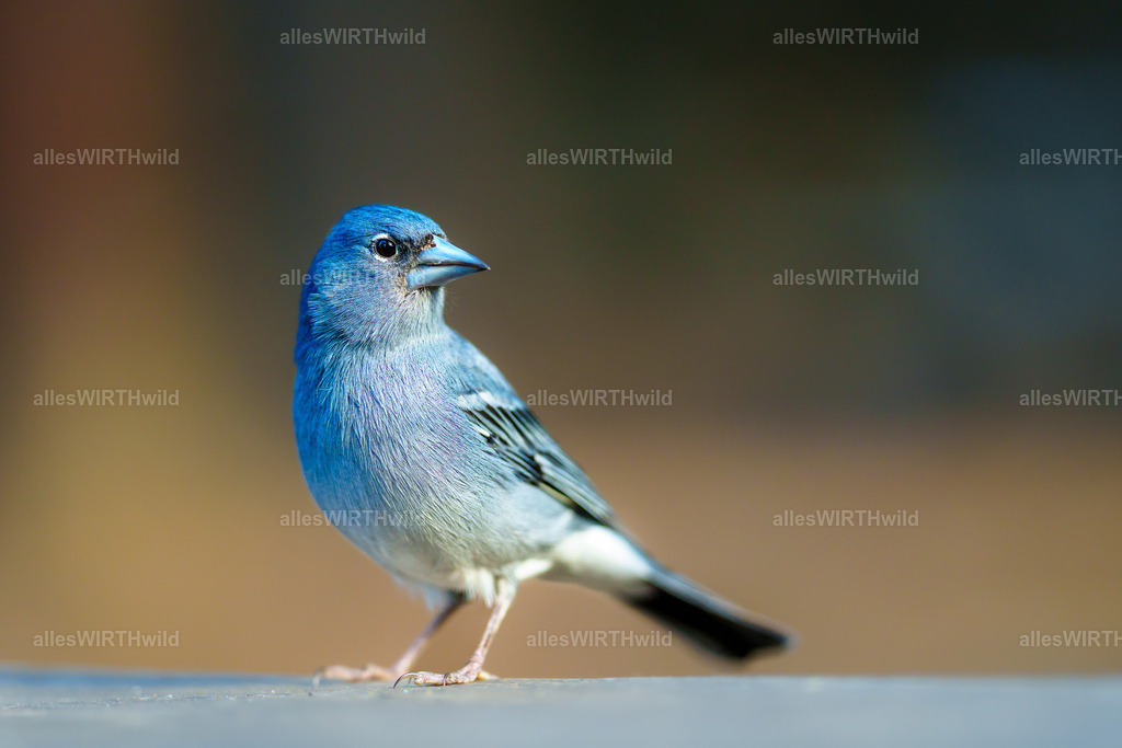 allesWIRTHgut Tierfotografie - allesWIRTHgut.de - 7IV02302 | Entdecke die faszinierende Welt der Natur- und Wildlife-Fotografie von Daniel und Bärbel. Inspirierende Bilder von wilden Tieren und kleinen Naturwundern.