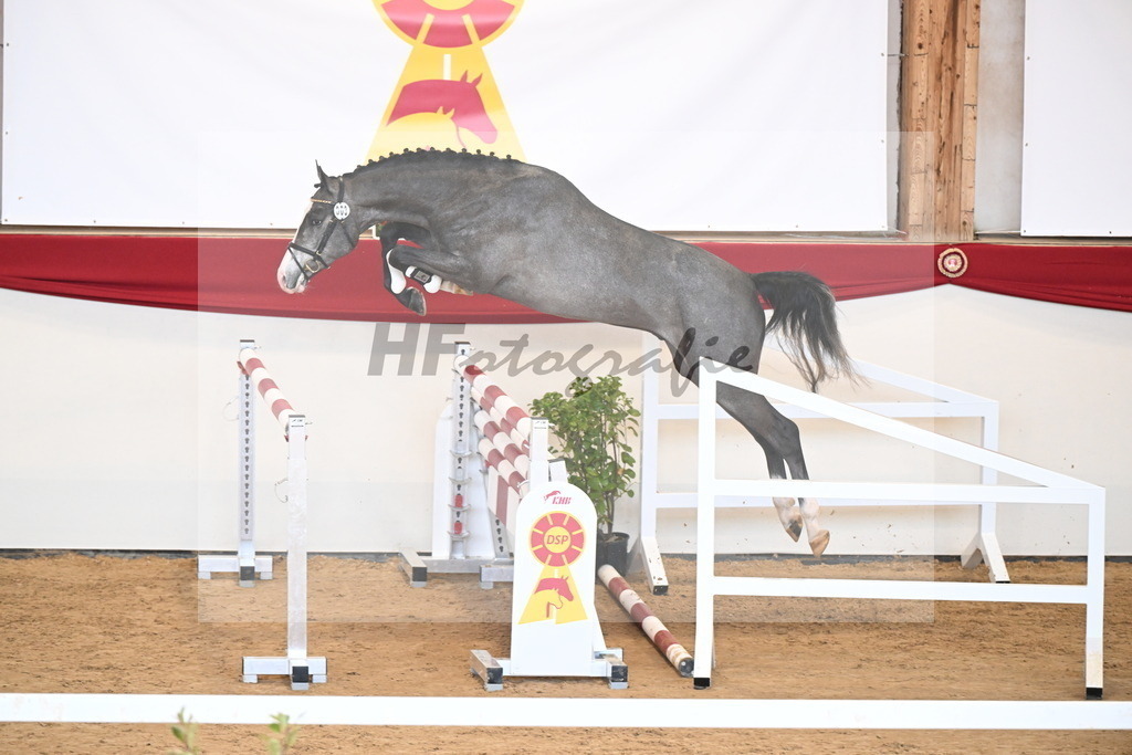 Kat.-Nr. 3 v. Blue Diamond (Hagbar du Lozon)_Schadock_2250977 | hf-fotografie - Realizzato con Pictrs.com