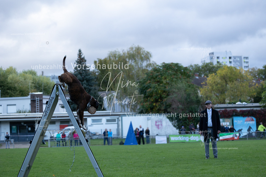 _16A4613 | Einzigartige Fotos von Hunden & Menschen –Actionfotos, Portraits, Vereinsaufnahmen & Paarshootings – authentisch, lebendig & mit Herz.