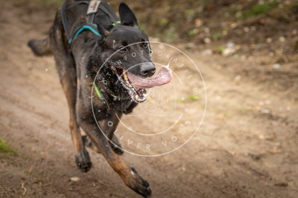 DV3A1483 | Hundefotografie, Tierfotograf, Pfotenfotografie, Fotoshooting Hund, Hunde Portrait, Hundesport, Hundeportraits, Heideshooting, Hunde, Sportfotograf, Hundefotograf, Turnierhundsport, THS,  - Realisiert mit Pictrs.com