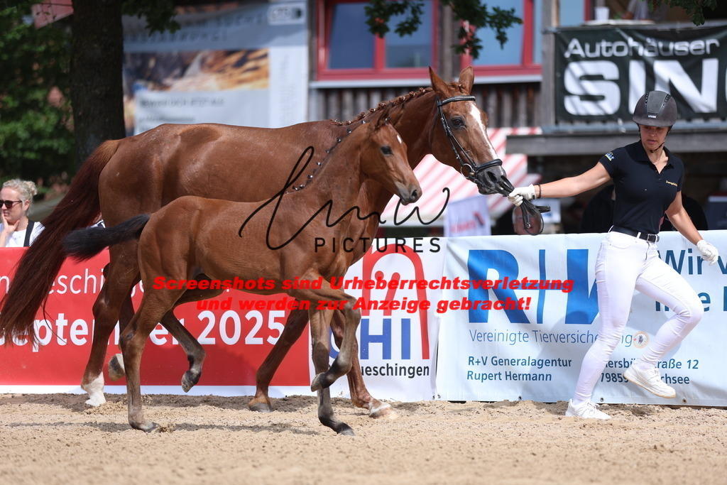 Fohlenschau_Schwäbisch_Hall_dressurbetonte_Fohlen_KN 6_12 | lmwpictures - Realisiert mit Pictrs.com