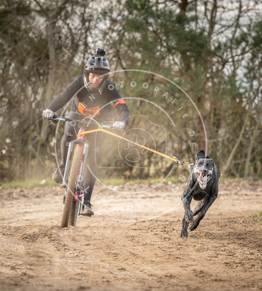 Pfotenfotografie_DV3A8027 | Hundefotografie, Tierfotograf, Pfotenfotografie, Fotoshooting Hund, Hunde Portrait, Hundesport, Hundeportraits, Heideshooting, Hunde, Sportfotograf, Hundefotograf, Turnierhundsport, THS,  - Realisiert mit Pictrs.com