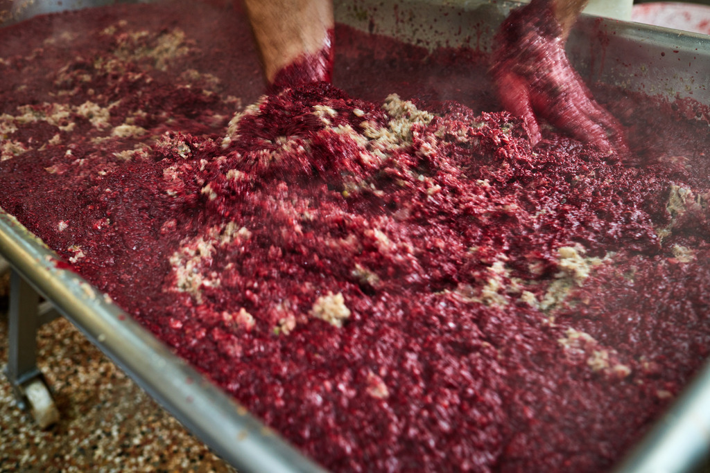 Fleischerei Dormayer | Langenzersdorf, Austria - February 12, 2019: Fleischerei Dormayer - Blutwurst Herstellung; das gewürzte Fleisch wird mit dem Blut vermengt. - Realisiert mit Pictrs.com