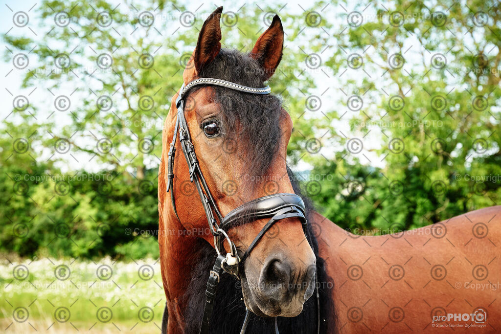 035_202406_Niki-Herodes_NZ9_9714 | proPHOTO - Realisiert mit Pictrs.com