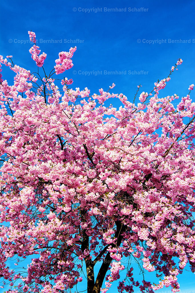 Zierkirschenblüte | Baum einer Zierkirsche in der Blüte. - Realisiert mit Pictrs.com
