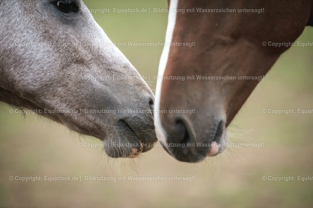20201005_Fohlen_0072 | equistock