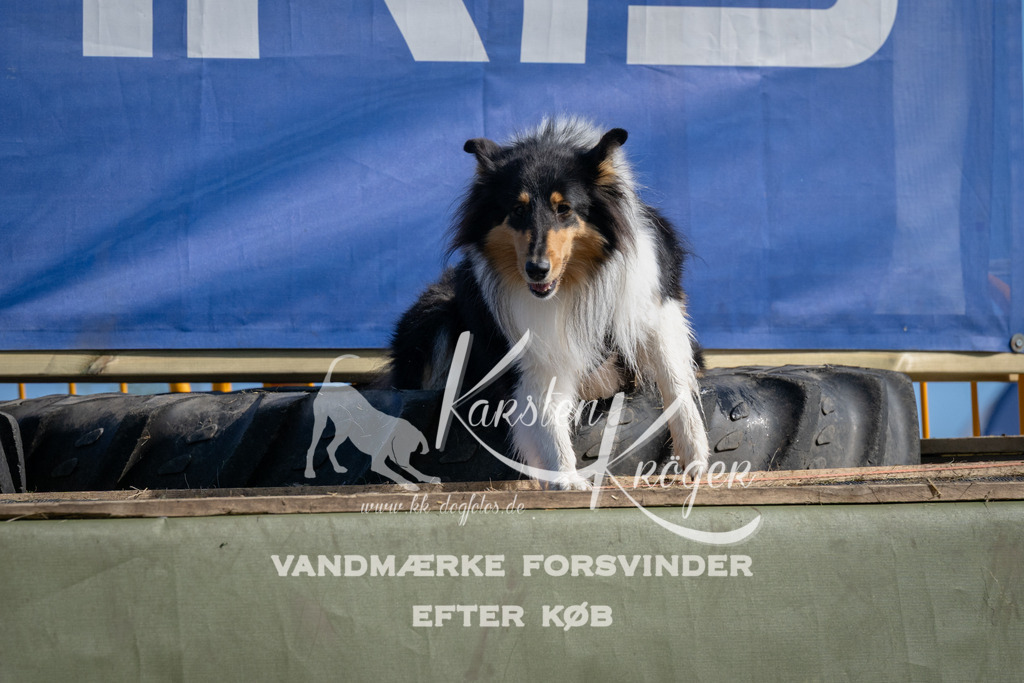1036_ZZ98850 | kk-dogfotos