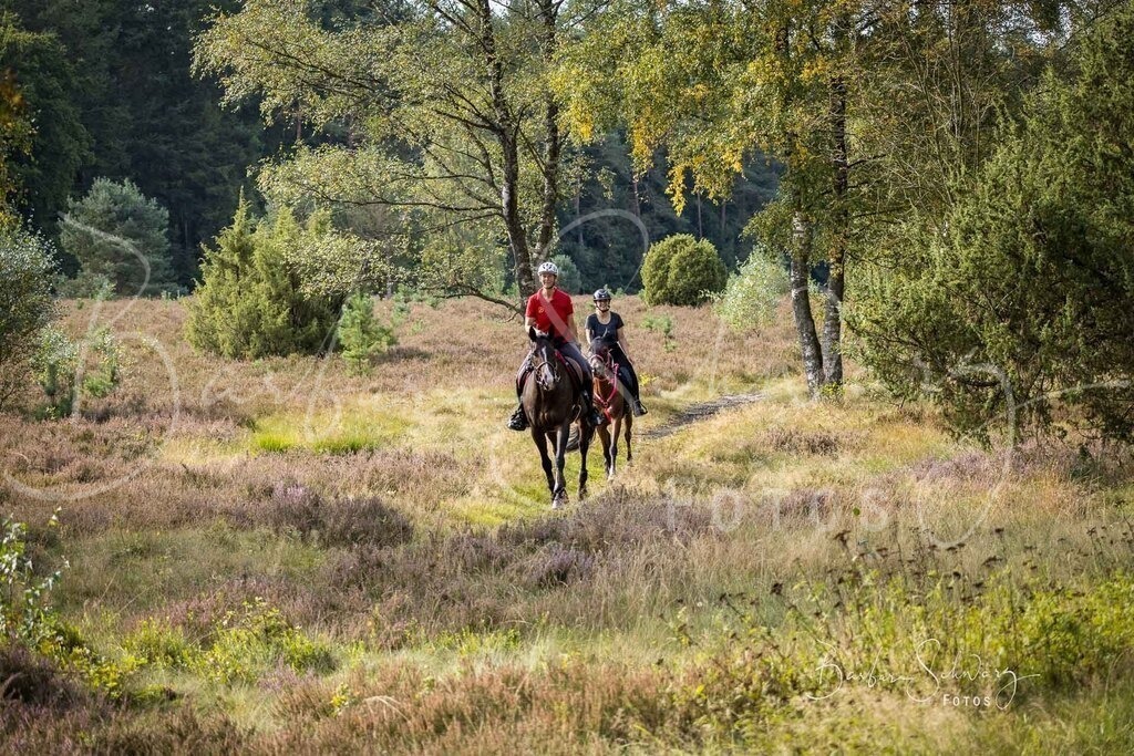 DdLH-WehlenerHeide_2025-09-20_36 | Fotografie, Veranstaltungs-Fotografie, Pferde-Fotografie, Landschafts-Fotografie, Reise-Fotografie - Realisiert mit Pictrs.com