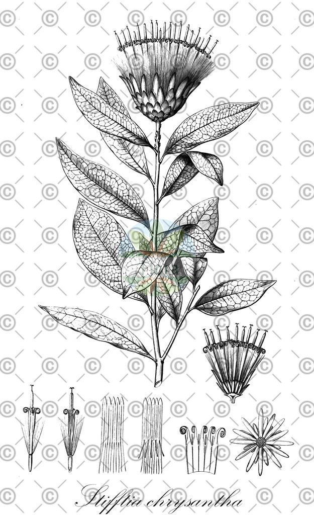 HistAbb_7NK9_1_ENZY_Simple | Historische Abbildung von Stifftia chrysantha - Asteraceae | Historical Illustration of Stifftia chrysantha - Asteraceae