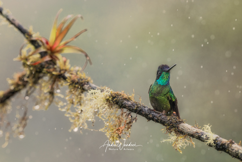 Blütenpirat | Andre Wandrei - Nature Artworx - Realisiert mit Pictrs.com