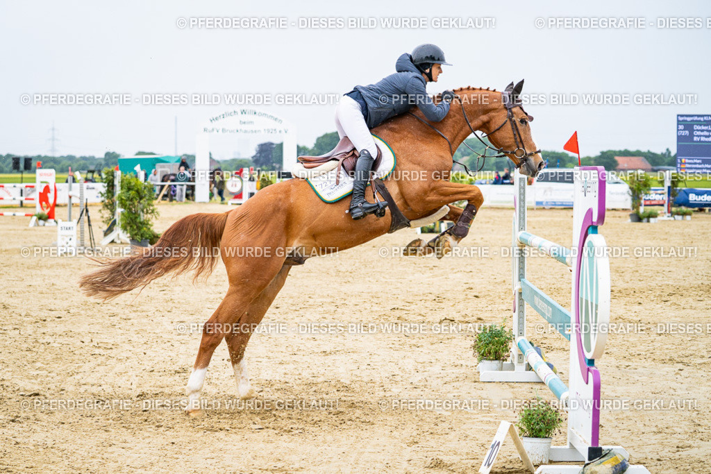 DSC07526 | Pferdegrafie