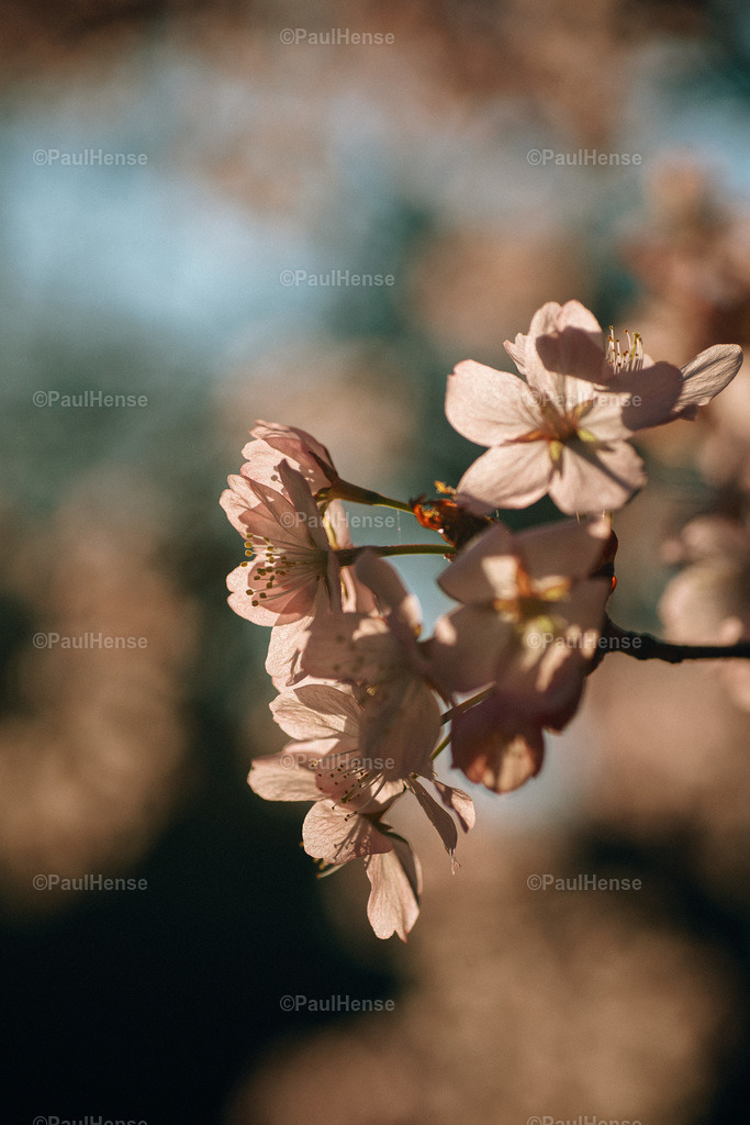 20220324_PaulHense_S0013_DSC03461 | paulhense - Realisiert mit Pictrs.com