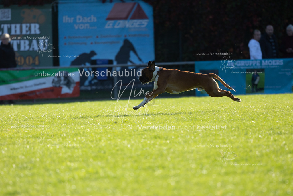 _16A4877 | Einzigartige Fotos von Hunden & Menschen –Actionfotos, Portraits, Vereinsaufnahmen & Paarshootings – authentisch, lebendig & mit Herz.
