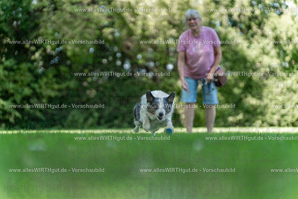Hundeschwimmen_Volksbad_2026-allesWIRTHgut_Tierfotografie-2609061322-7R500693 | Professionelle Tierfotografie in Mönchengladbach von Daniel Wirth (allesWIRTHgut). Liebevolle & natürliche Bilder von Hunden & Katzen für unvergessliche Erinnerungen.