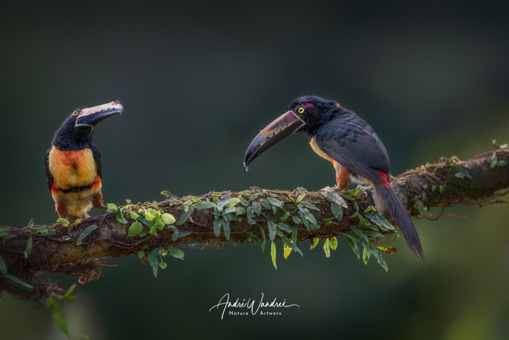 Halsbandarassaris | Andre Wandrei - Nature Artworx - Realisiert mit Pictrs.com