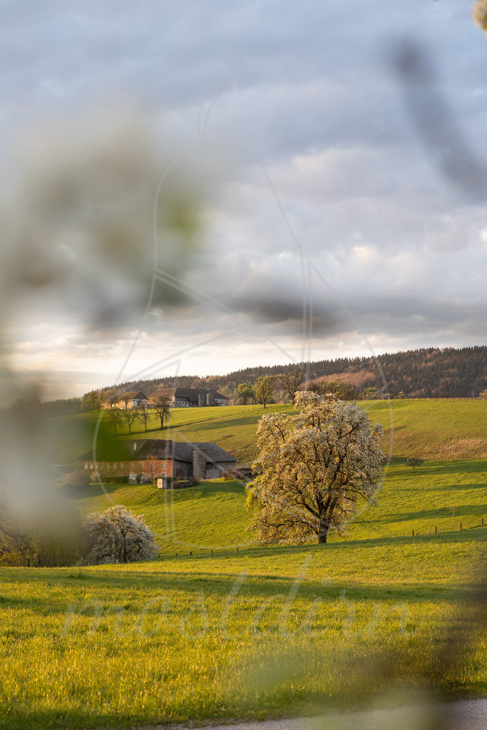 Birnbaum umrahmt | Bei Veröffentlichung des Bildes ist eine Namensnennung wie folgt erforderlich: Foto: Mostdirn Irmgard Wieser - Realisiert mit Pictrs.com