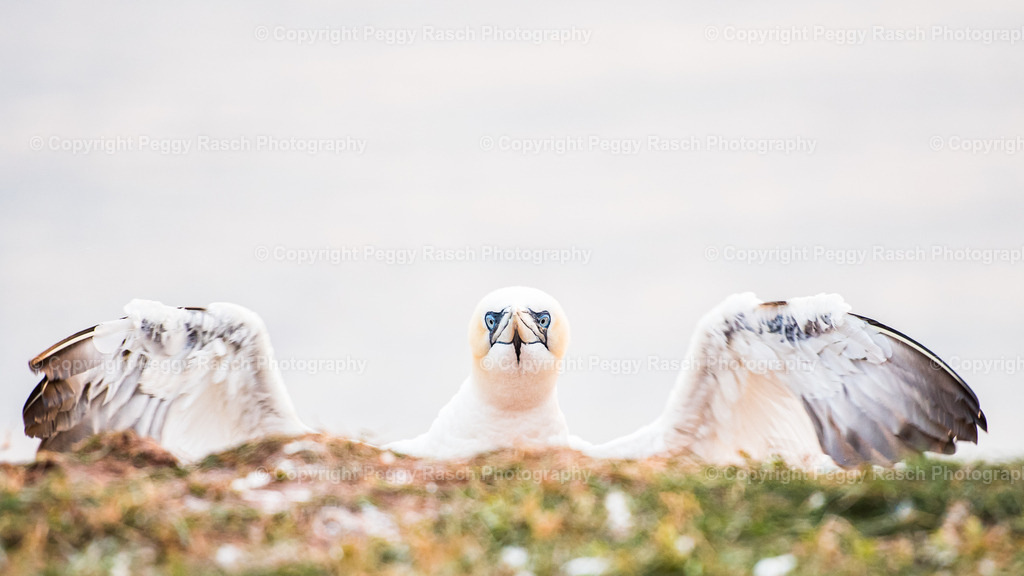 Basstölpel | auf Helgoland - Realisiert mit Pictrs.com