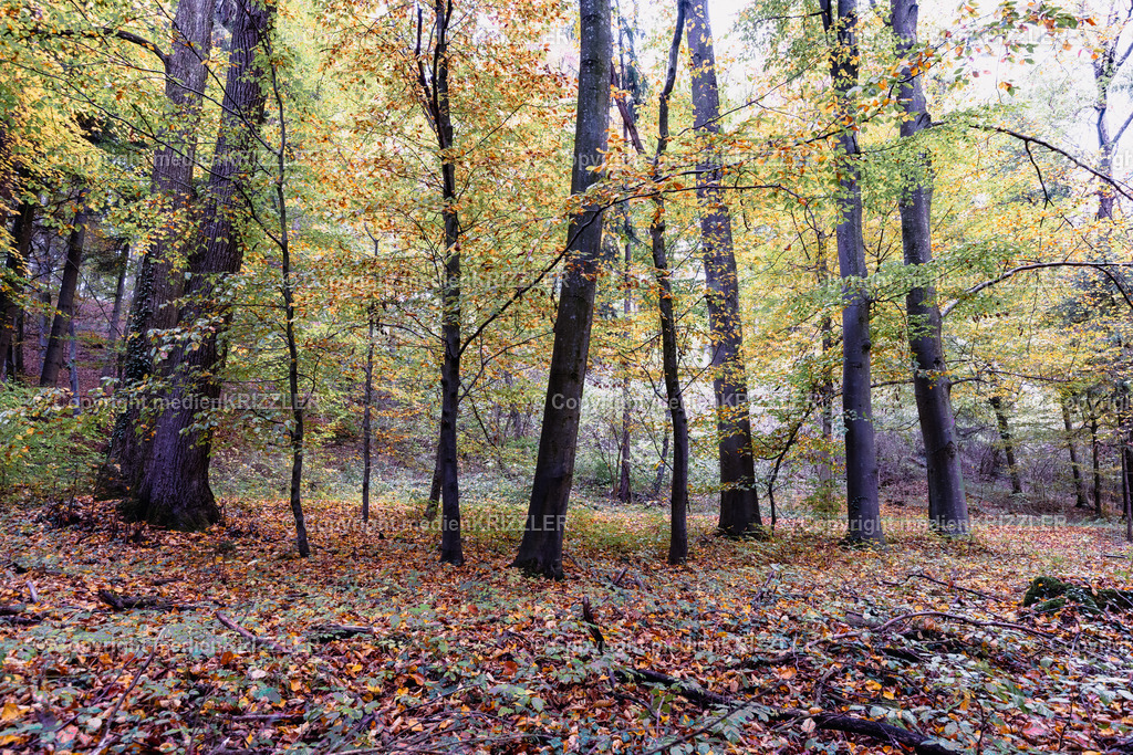 _J3A8828 | medienkrizzler - Realisiert mit Pictrs.com