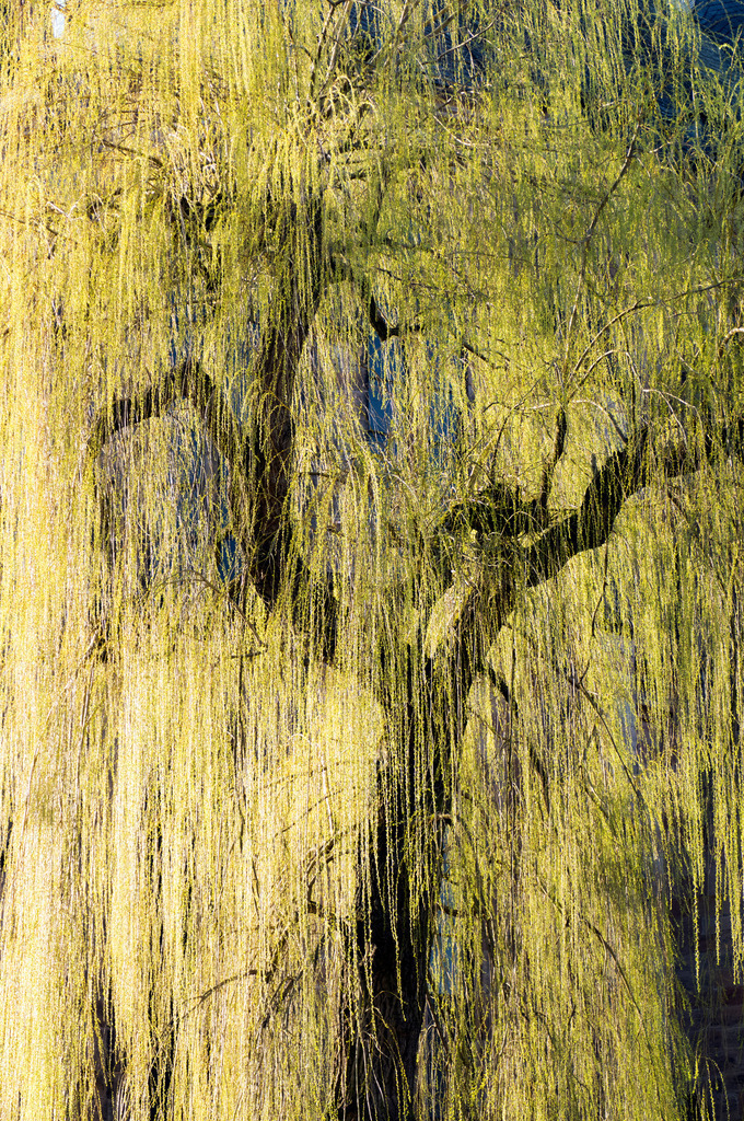 Trauerweide_Marburg _IC_März 2019_IC_14 | Trauerweide im Frühling, Marburg