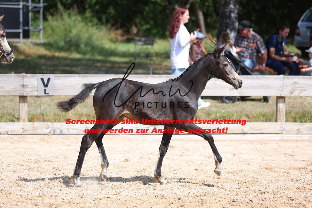 Fohlenschau_Schwäbisch_Hall_Ponys_KN 48_7 | lmwpictures - Realisiert mit Pictrs.com